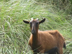 IMG_5817 (Medium)